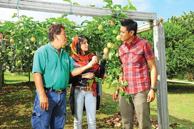 Penang Full Day Tour with Penang Hill, Kek Lok Si & Fruit Farm - Fruit farm experience: spices and everyday flavors