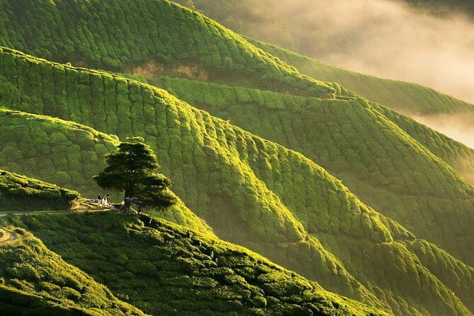 Private: Cameron Highlands 2 days 1 night Trip - Guide and driver quality: why names matter here
