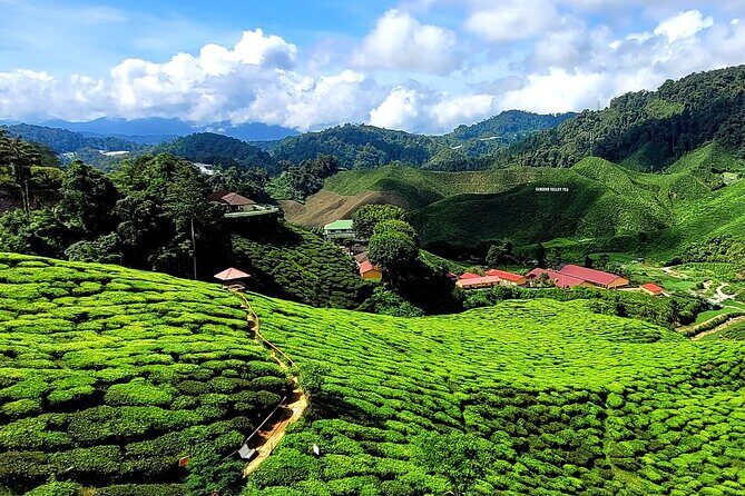 Private Full-Day Cameron Highlands Nature Tour from Kuala Lumpur - Ringlet and the Orang Asli Culture Moment (Semai Lifestyle)