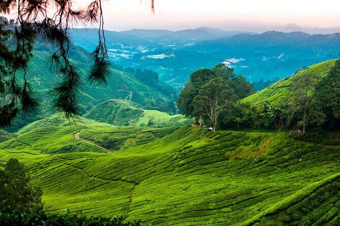 Private Full-Day Cameron Highlands Nature Tour from Kuala Lumpur - Bee Farms: Honey Knowledge Meets the Cool Highland Air