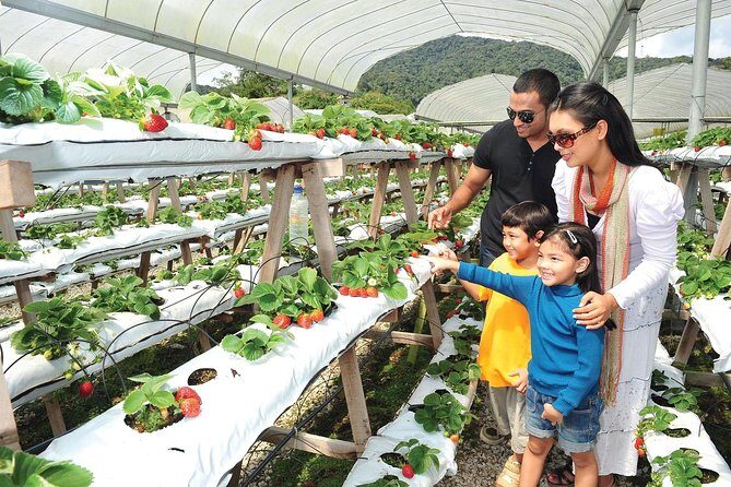Private Nature Trip to Cameron Highlands from Kuala Lumpur - A 7:00 AM Start That Actually Makes the Day Work