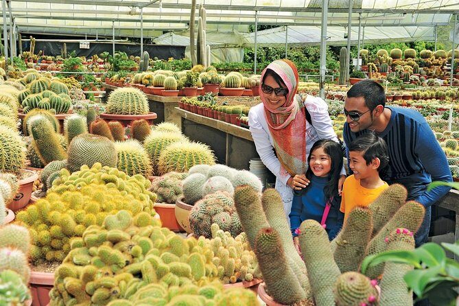 Private Nature Trip to Cameron Highlands from Kuala Lumpur - Strawberry Farm Time: The Most Fun Part If You Like Hands-On