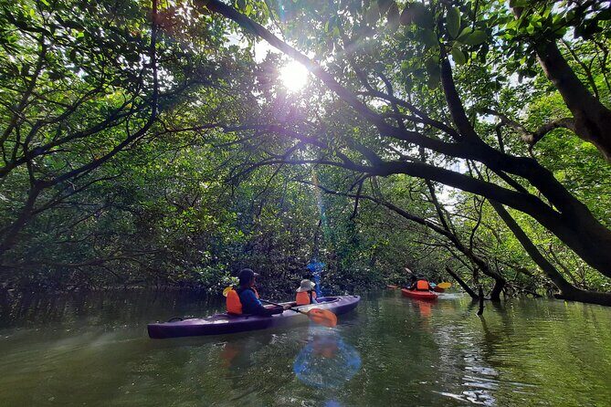 River Exploration and Mangrove Nature Tour by kayaking - Price and value at $83.41 per person: what you’re really paying for