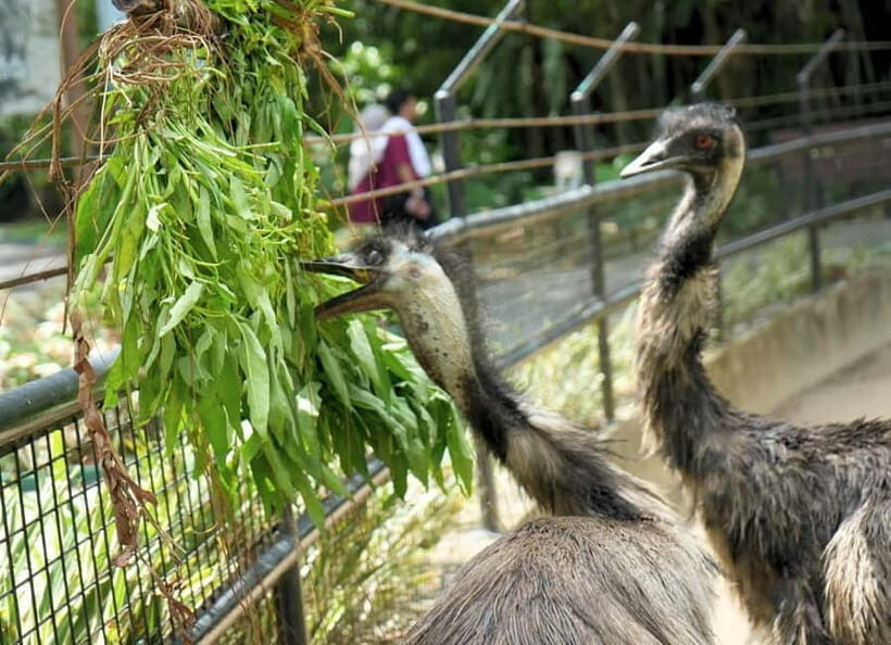 Selangor: Zoo Negara E-Ticket - Amenities, Food, Lockers, and Tram Rides: Budget Like a Local