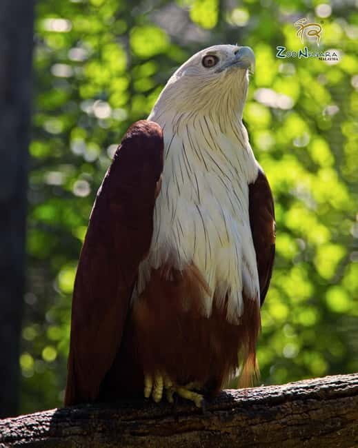 Selangor: Zoo Negara E-Ticket - Redeeming Your Voucher at the Zoo: The Simple Part