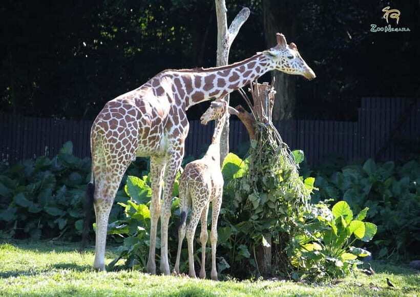 Selangor: Zoo Negara E-Ticket - Animal Exhibits Across Regions: Naturalistic Viewing and Conservation Learning