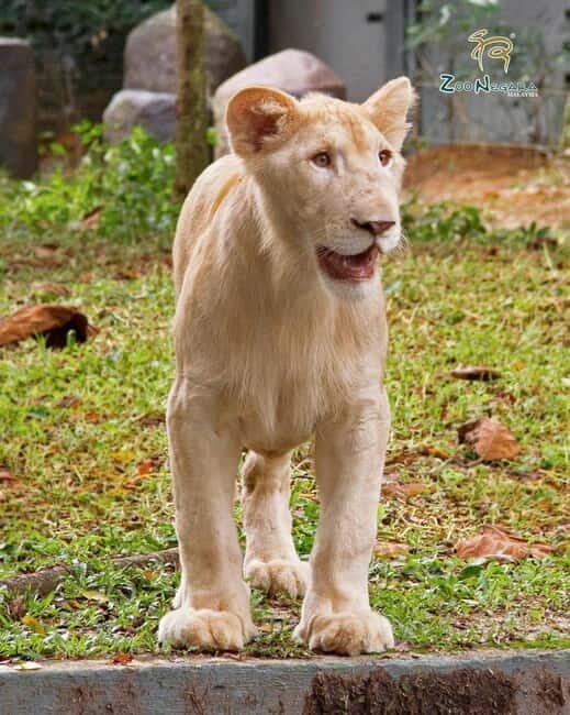 Selangor: Zoo Negara E-Ticket - Multi-Animal Shows (Sat–Thu): Getting the Timing Right