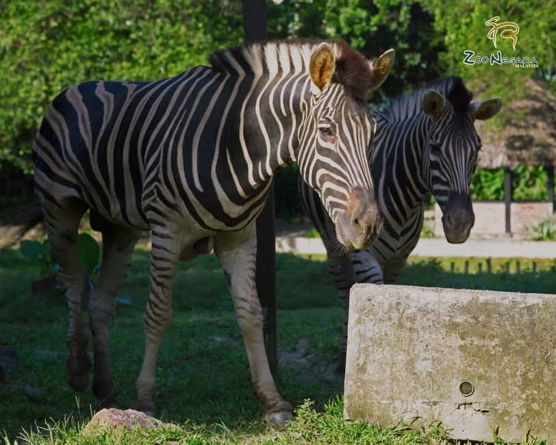 Selangor: Zoo Negara E-Ticket - Weekend and Holiday Feeding Sessions: A Hands-On Moment