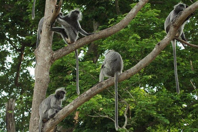 Silver Leaf Monkeys and Firefly Tour with Boat Ride and Seafood Dinner - Bukit Melawati: feeding silver-leaf monkeys and spotting the mischief