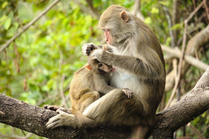 Silver Leaf Monkeys and Firefly Tour with Boat Ride and Seafood Dinner - Price and value: what you’re really paying for