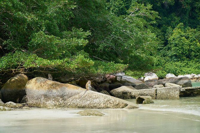 Silver Leaf Monkeys and Firefly Tour with Boat Ride and Seafood Dinner - Who this tour suits best, and who should think twice