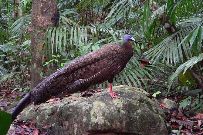Taman Negara Day Tour with Canopy Walk - Lunch inside the park: floating-restaurant food break