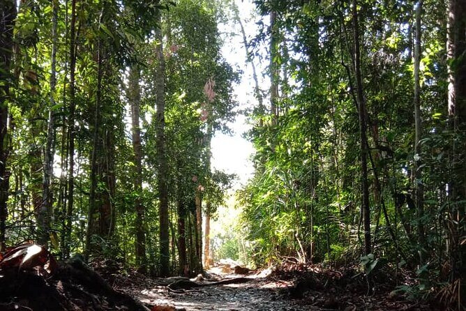 Taman Negara National Park Day Tour (SIC - Join In Tour) - Park Entry, Permits, and a Guided Game Plan
