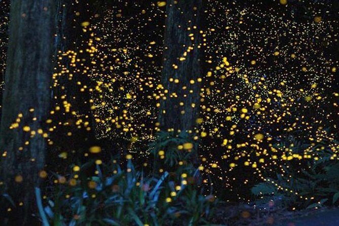 Twinkling Kuala Selangor Firefly Boat Tour from Kuala Lumpur - Dinner Before Fireflies: Fueling the Night (and Managing Expectations)