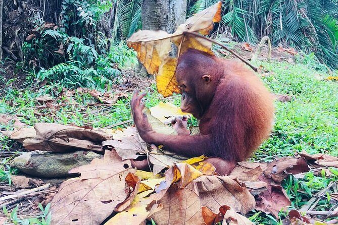 Wildlife & Wonders: Orang Utan Island + Perak Cave Temple Tour - Orang Utan Island Itself: Boat Ride, Up-Close Viewing, and Photo Planning