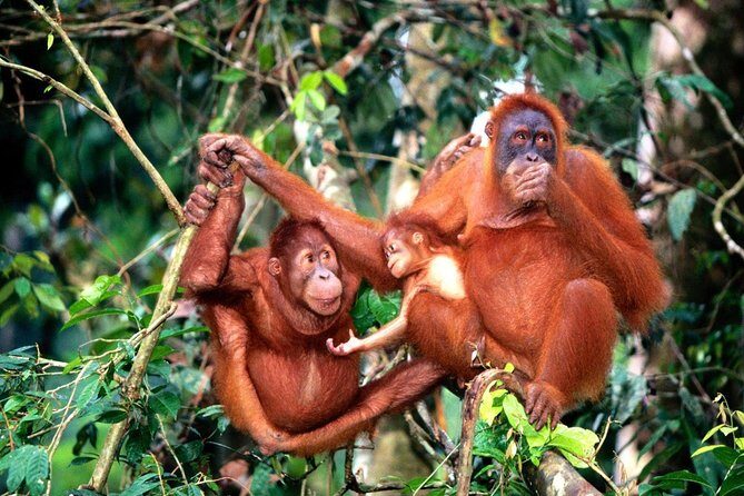 Wildlife & Wonders: Orang Utan Island + Perak Cave Temple Tour - The 6:00 AM KL Drive: Rain Forest Scenery, Ipoh Pass-Through, and the Menora Tunnel